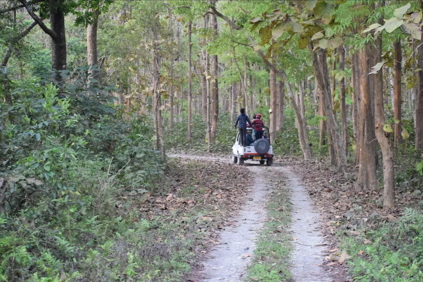 Photo of Chilapata Forest By Sabya Sachi