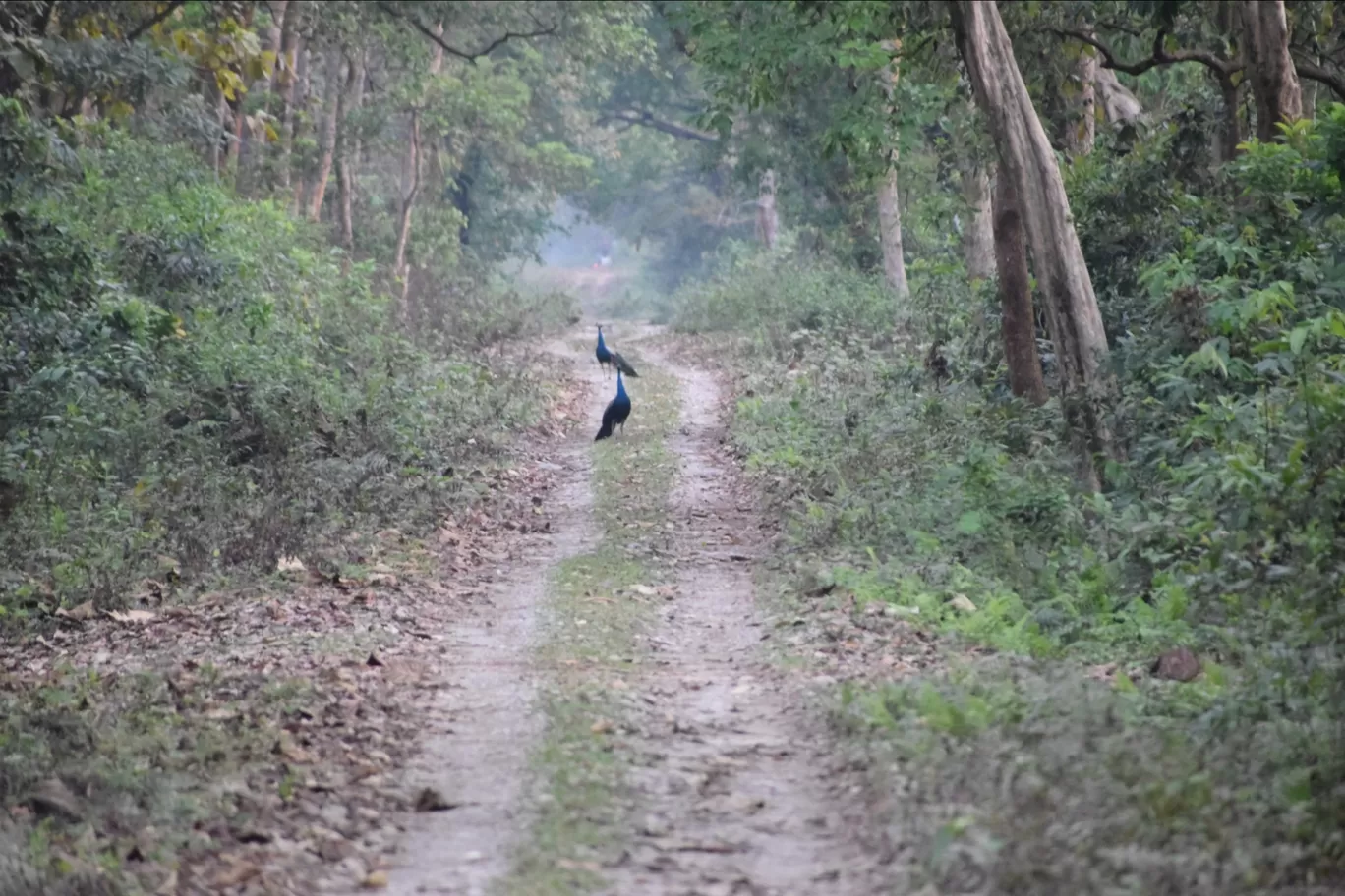 Photo of Chilapata Forest By Sabya Sachi