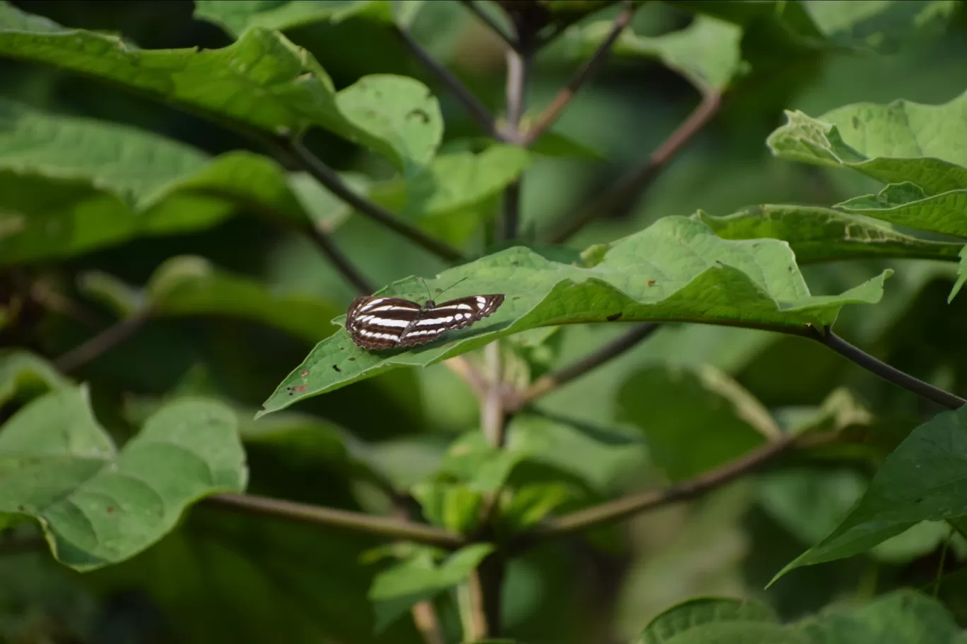 Photo of Chilapata Forest By Sabya Sachi