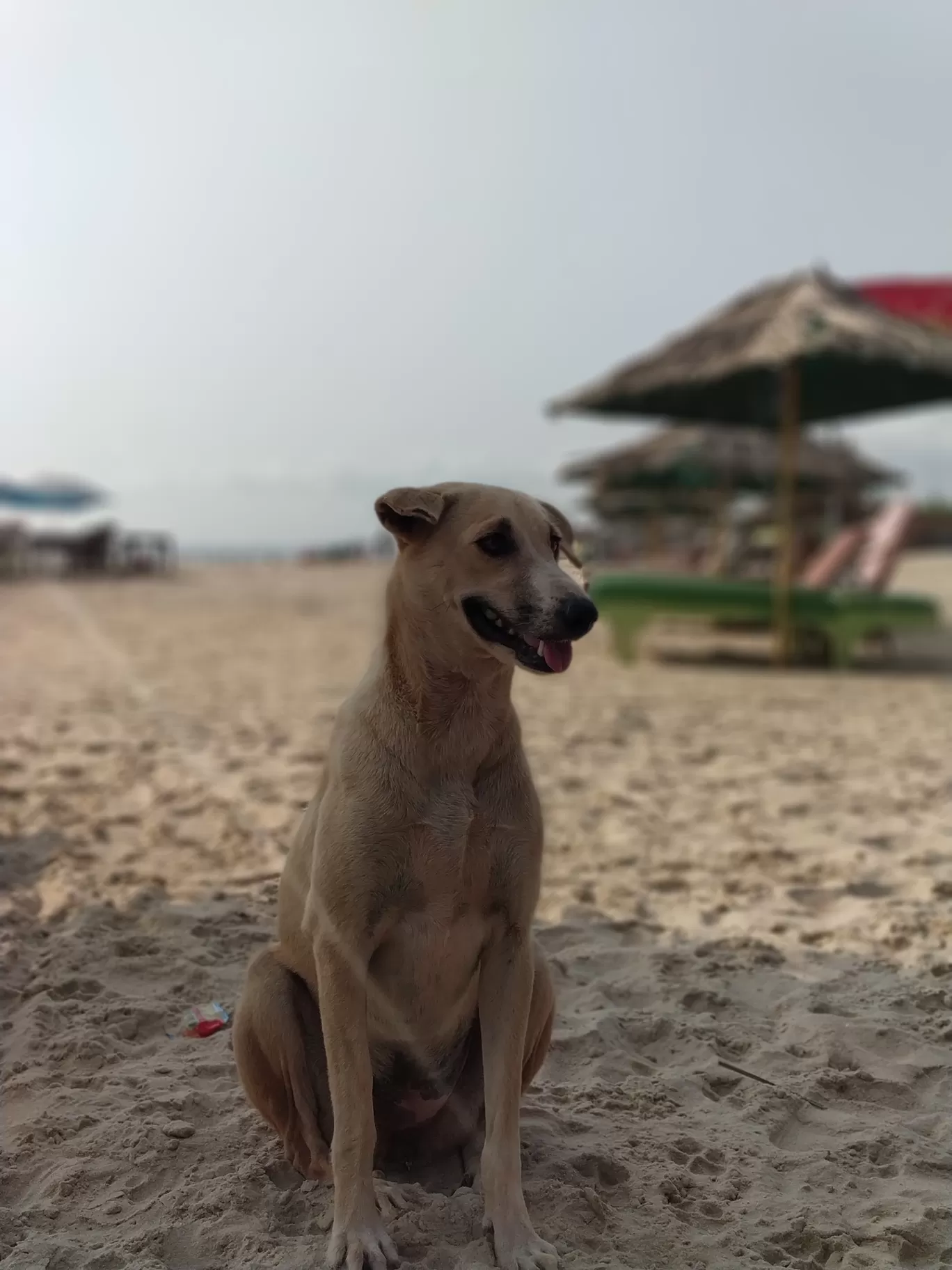 Photo of Benaulim By Manish Kumar