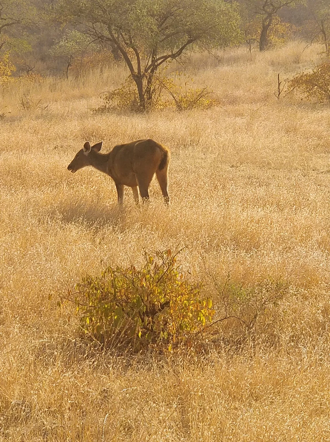 Photo of Ranthambore Tiger Reserve By FoodieNimba