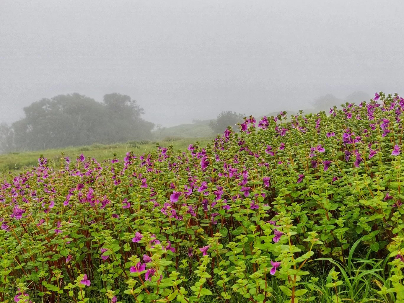 Photo of Panchgani By Prateek Khare