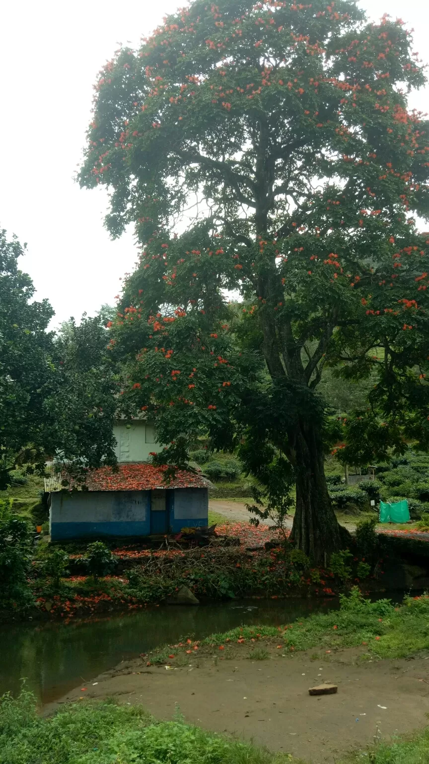 Photo of Vandiperiyar By Anirudh dhannayak