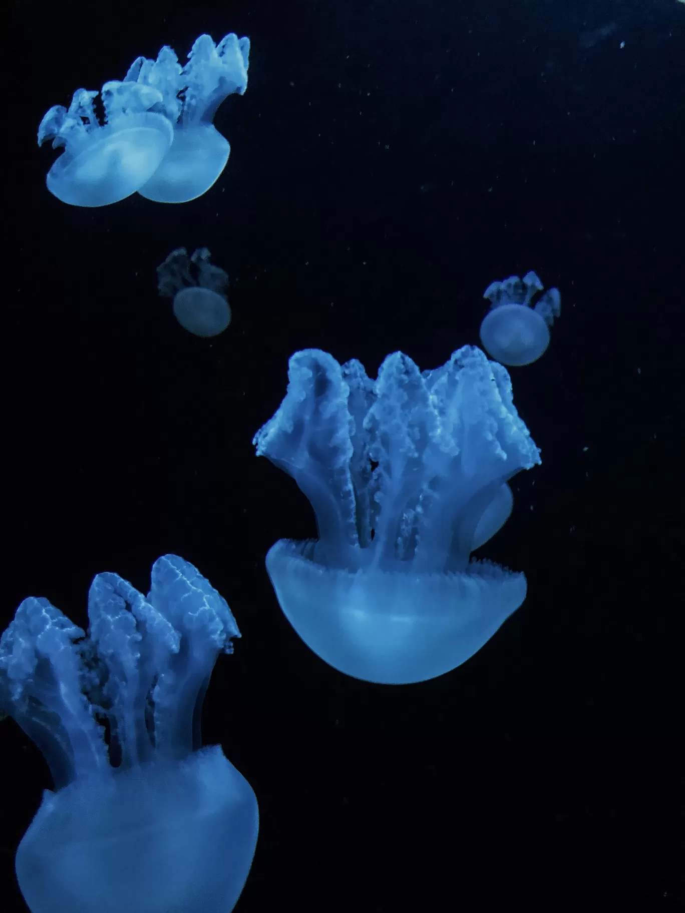 Photo of Dubai Aquarium & Underwater Zoo - Dubai - United Arab Emirates By surya