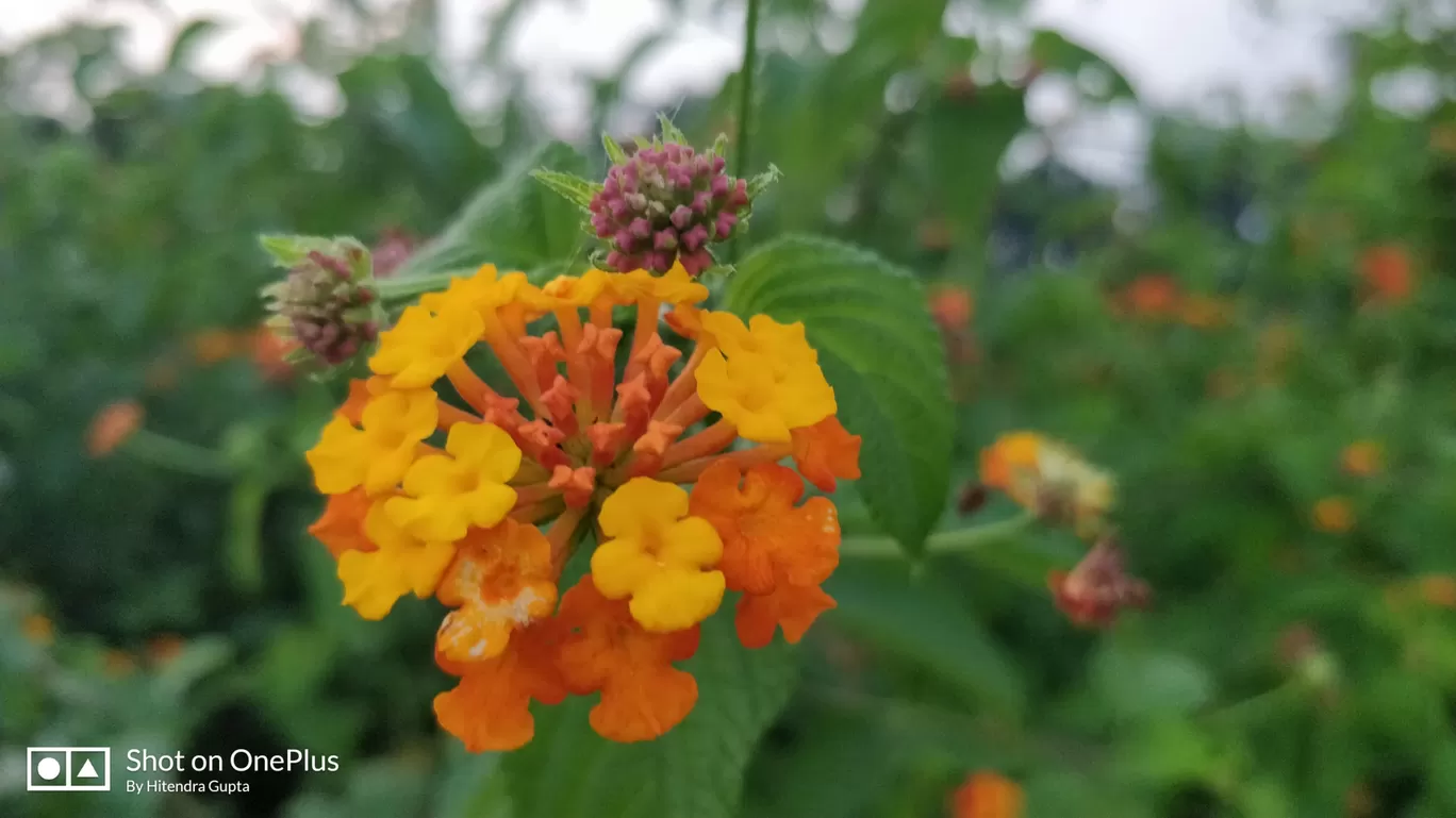 Photo of Village Bhalon By Hitendra Gupta