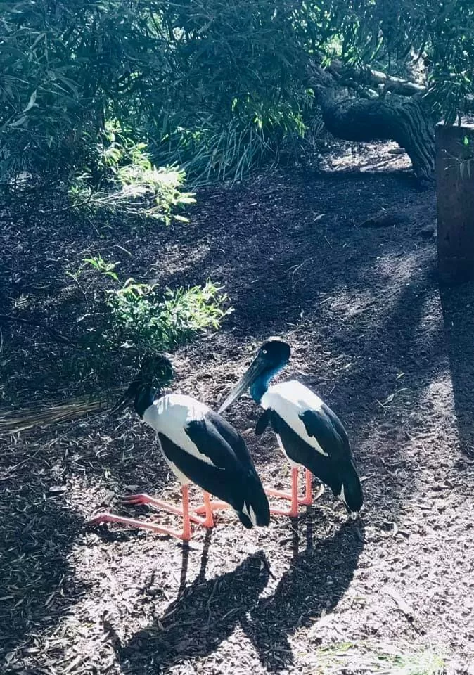 Photo of Melbourne Zoo By Mousumi Mondal