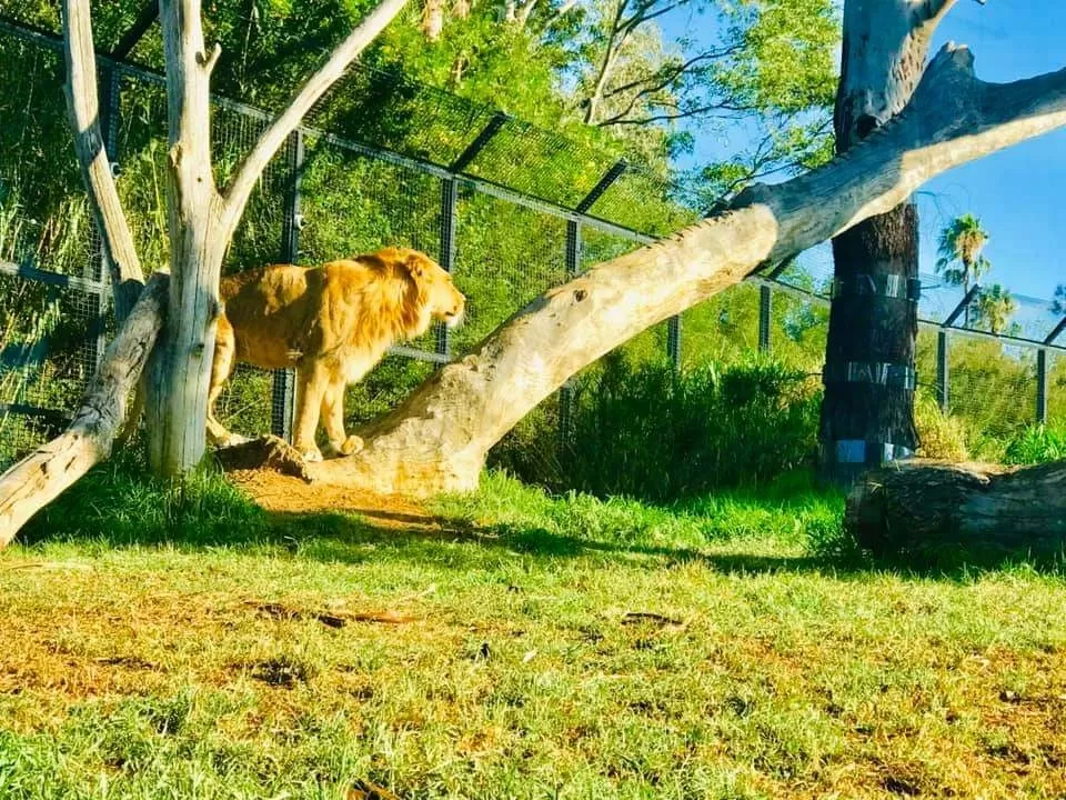 Photo of Melbourne Zoo By Mousumi Mondal