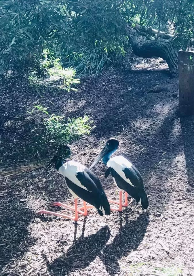 Photo of Melbourne Zoo By Mousumi Mondal