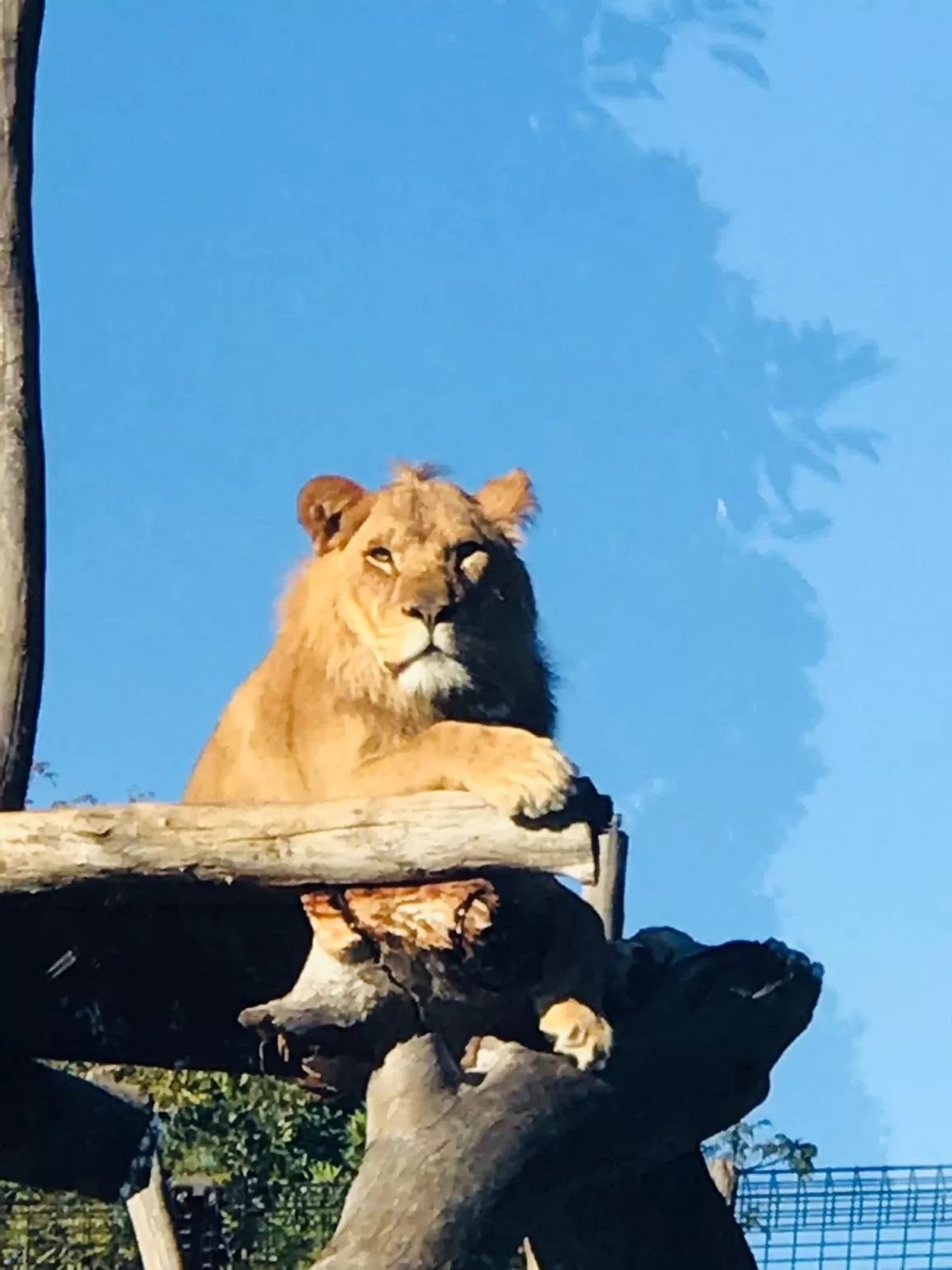 Photo of Melbourne Zoo By Mousumi Mondal