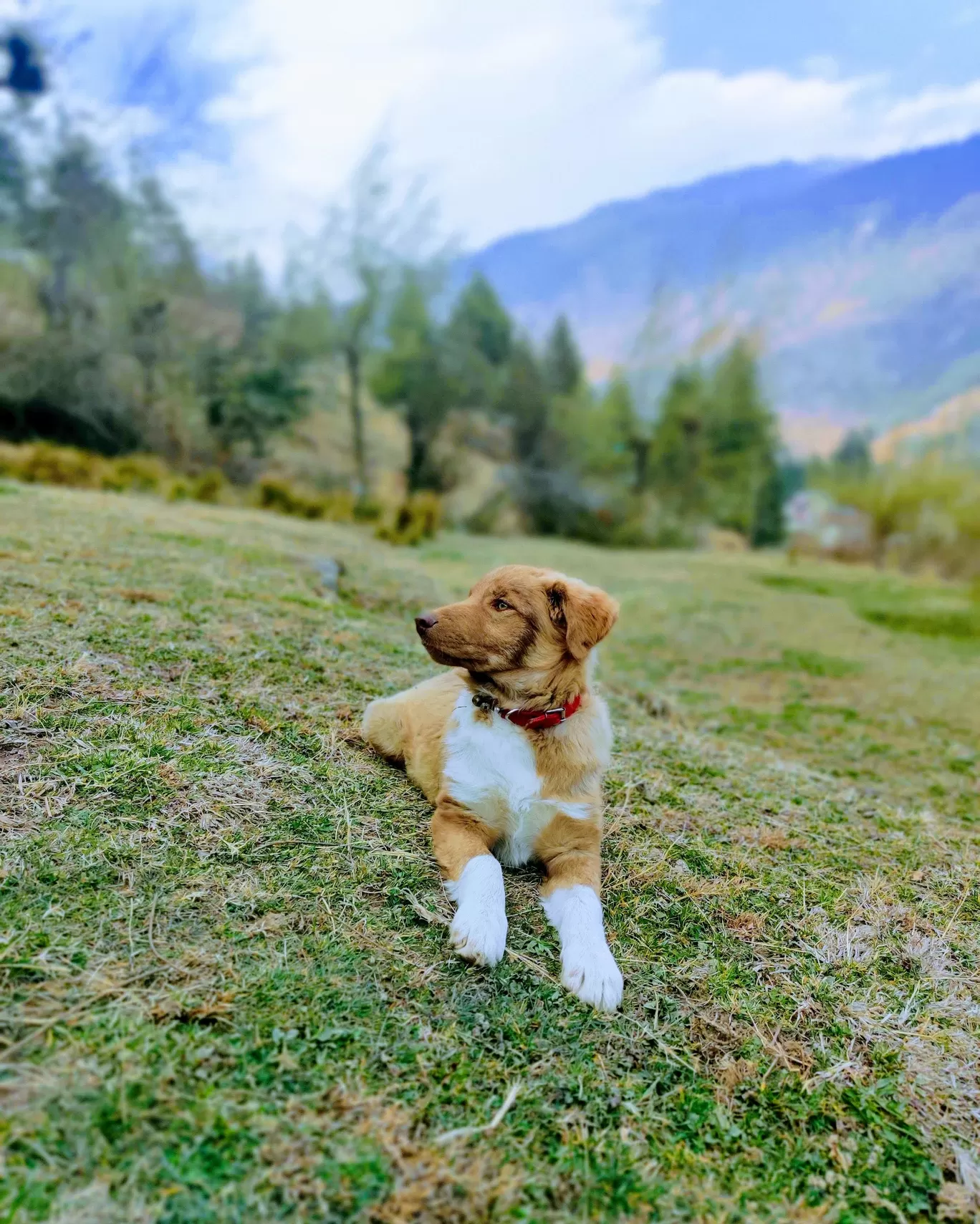 Photo of Spring House Manali By Hemansu Chamaria