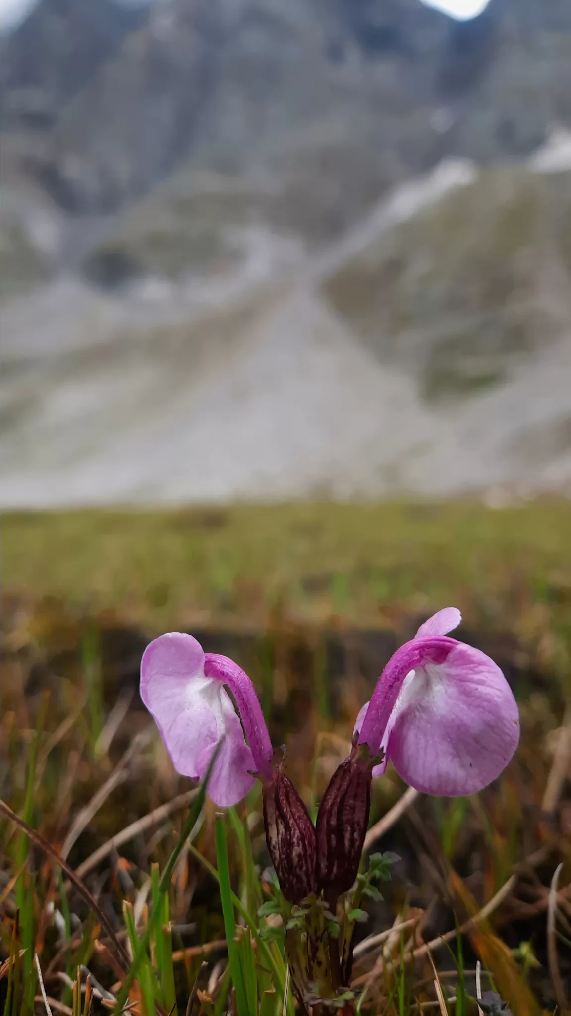 Photo of Padhre Dhar By Ravi Kant