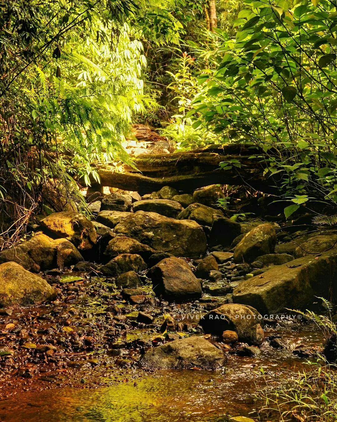 Photo of Tadiandamol Hills By Vivek Rao