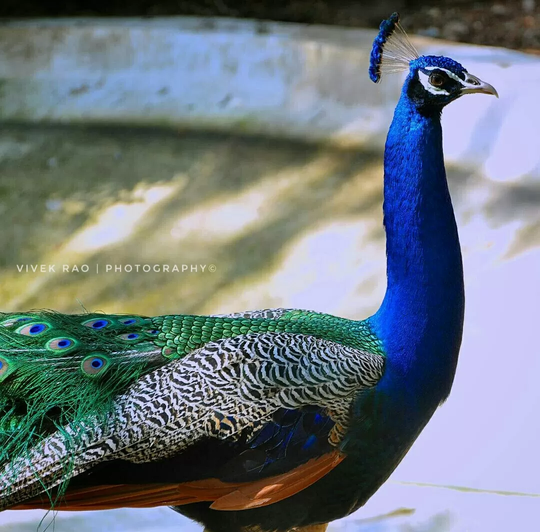 Photo of Mysuru By Vivek Rao