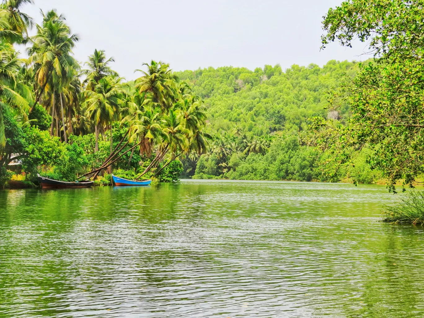 Photo of Sharavati Backwater Boat Ride By Jyoti Pandey