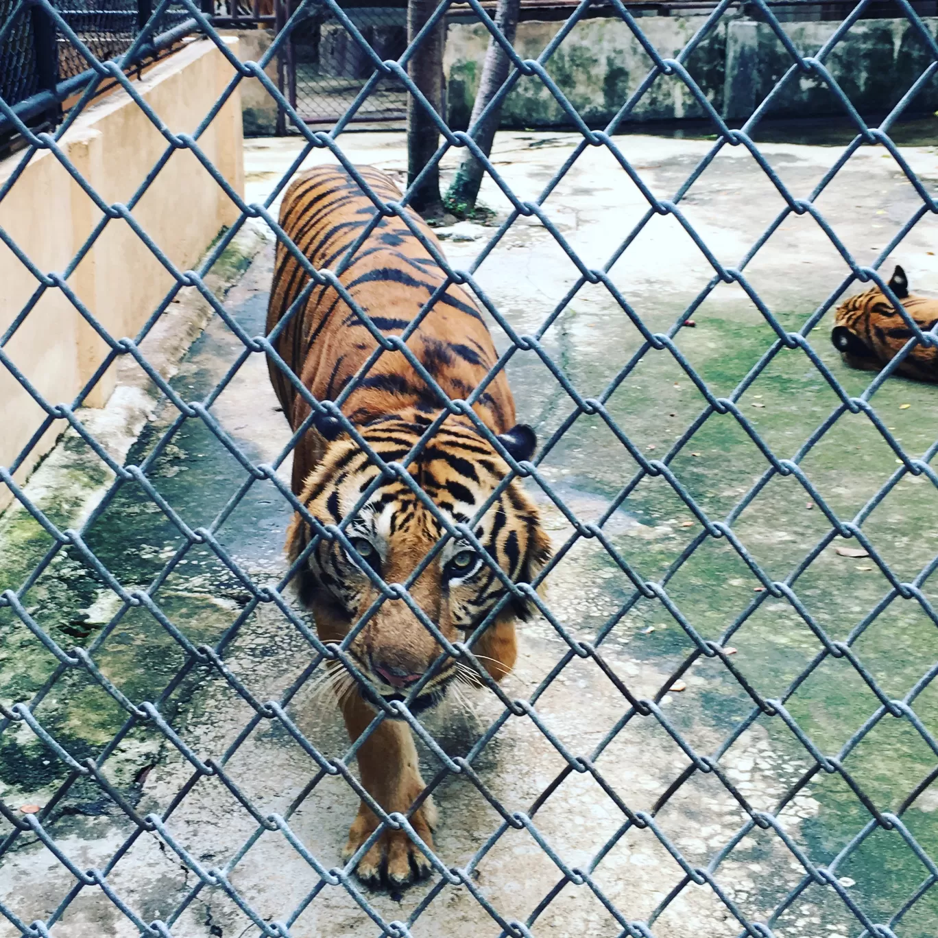 Photo of Sriracha Tiger Zoo By rigil colaco