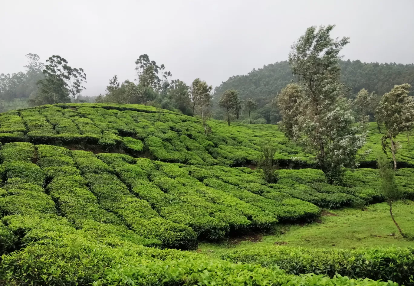 Photo of Munnar By shehnaz khan