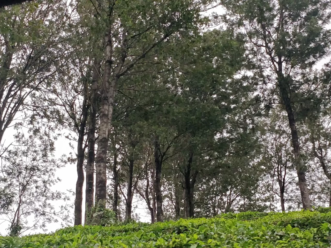 Photo of Munnar By shehnaz khan