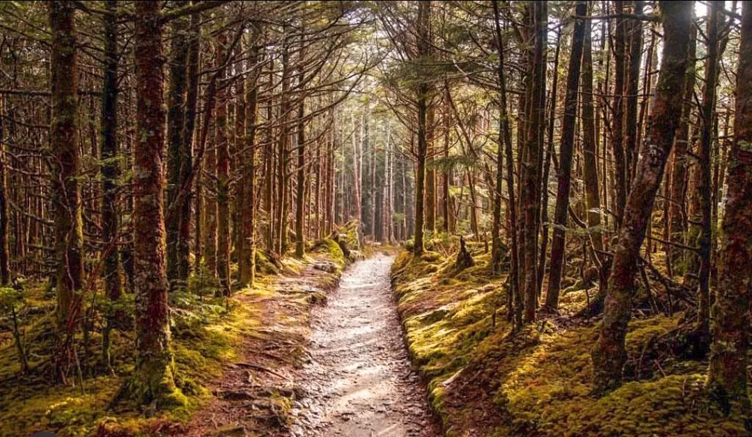 Photo of Great Smoky Mountains By shehnaz khan