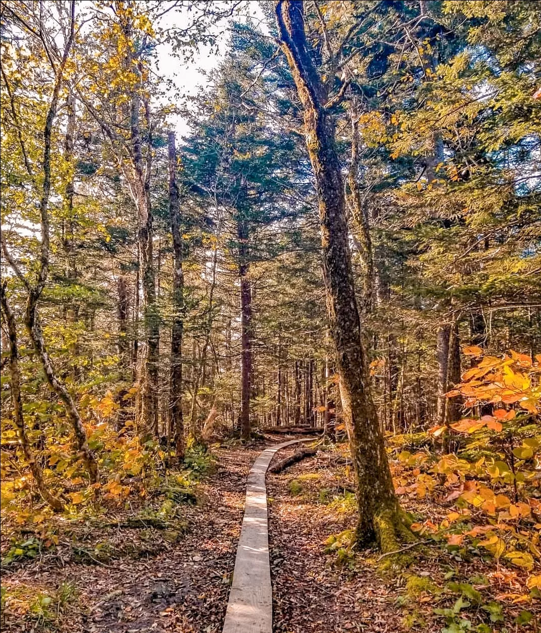 Photo of Great Smoky Mountains By shehnaz khan