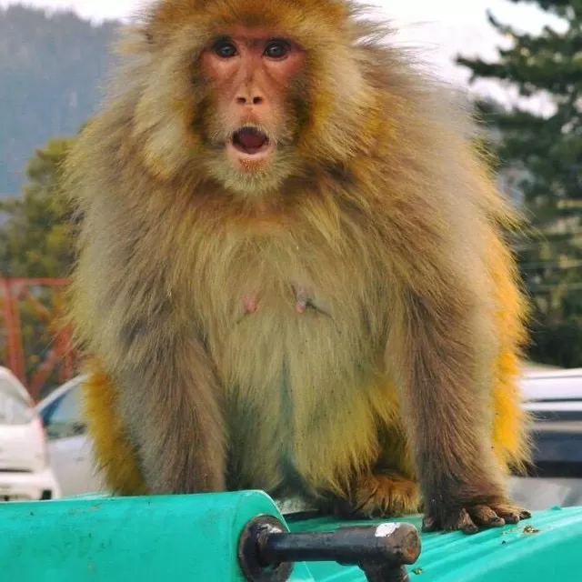 Photo of Jammu and Kashmir By Megha Bhaskar