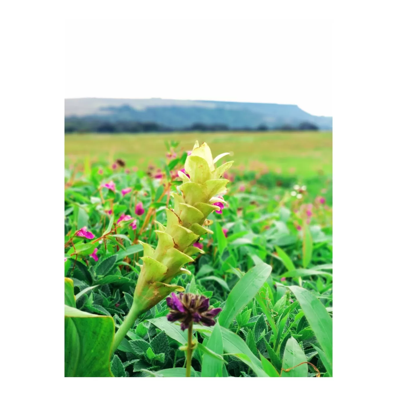 Photo of Kaas Plateau of Flowers By Jyoti Kaushik