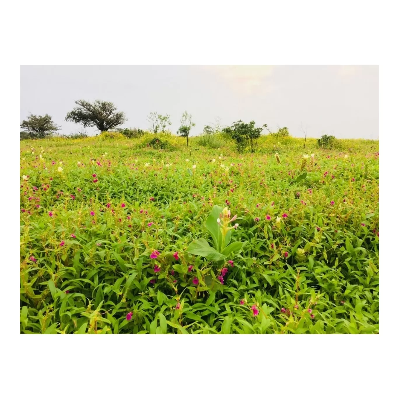 Photo of Kaas Plateau of Flowers By Jyoti Kaushik