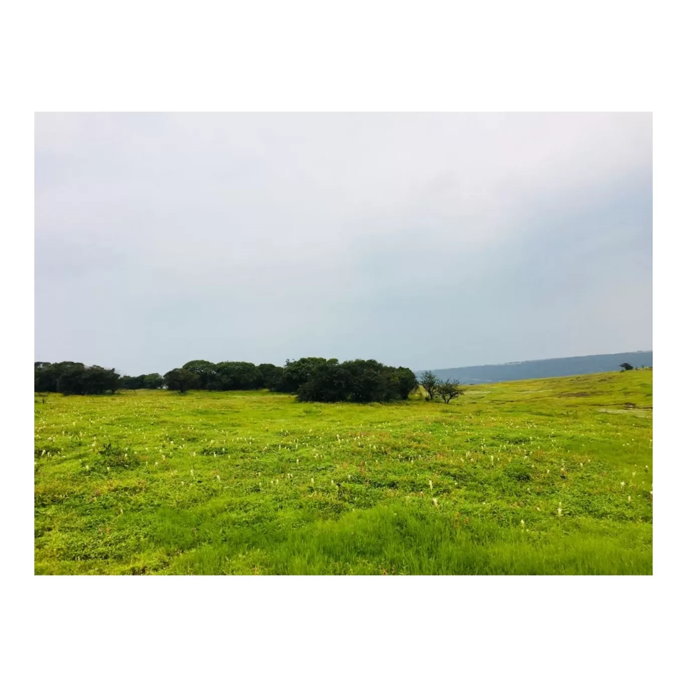 Photo of Kaas Plateau of Flowers By Jyoti Kaushik