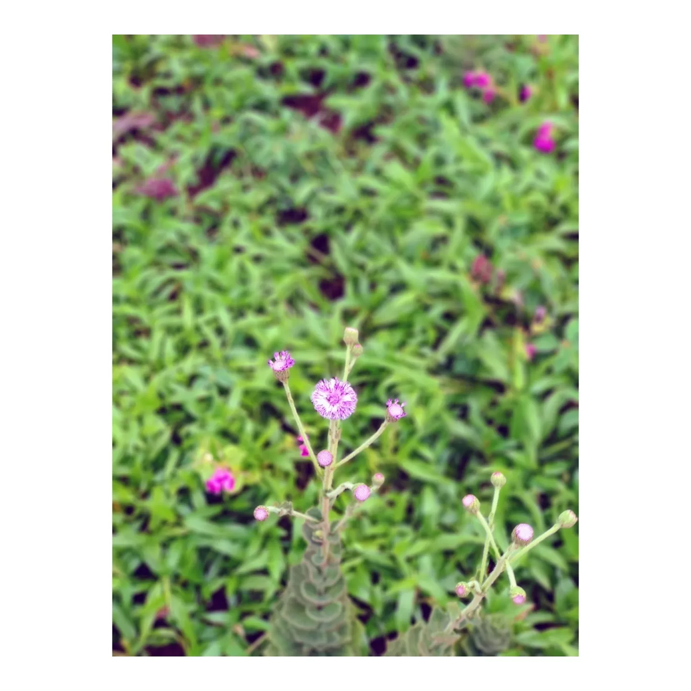 Photo of Kaas Plateau of Flowers By Jyoti Kaushik