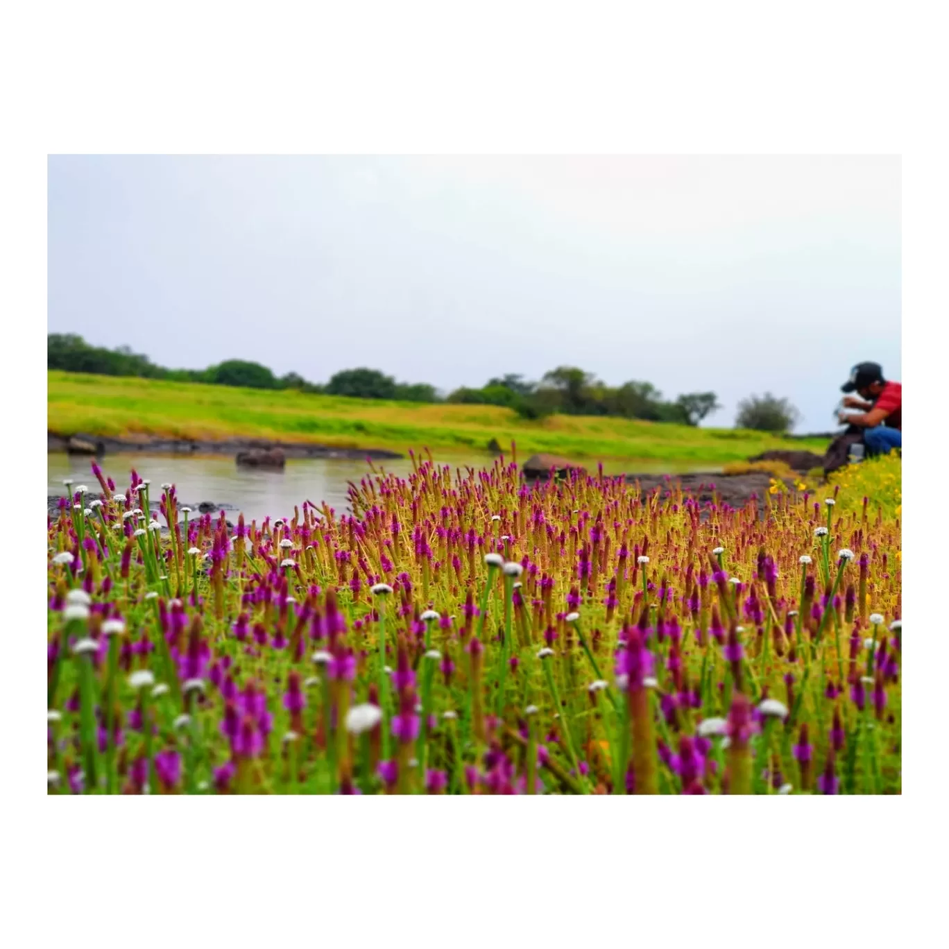 Photo of Kaas Plateau of Flowers By Jyoti Kaushik