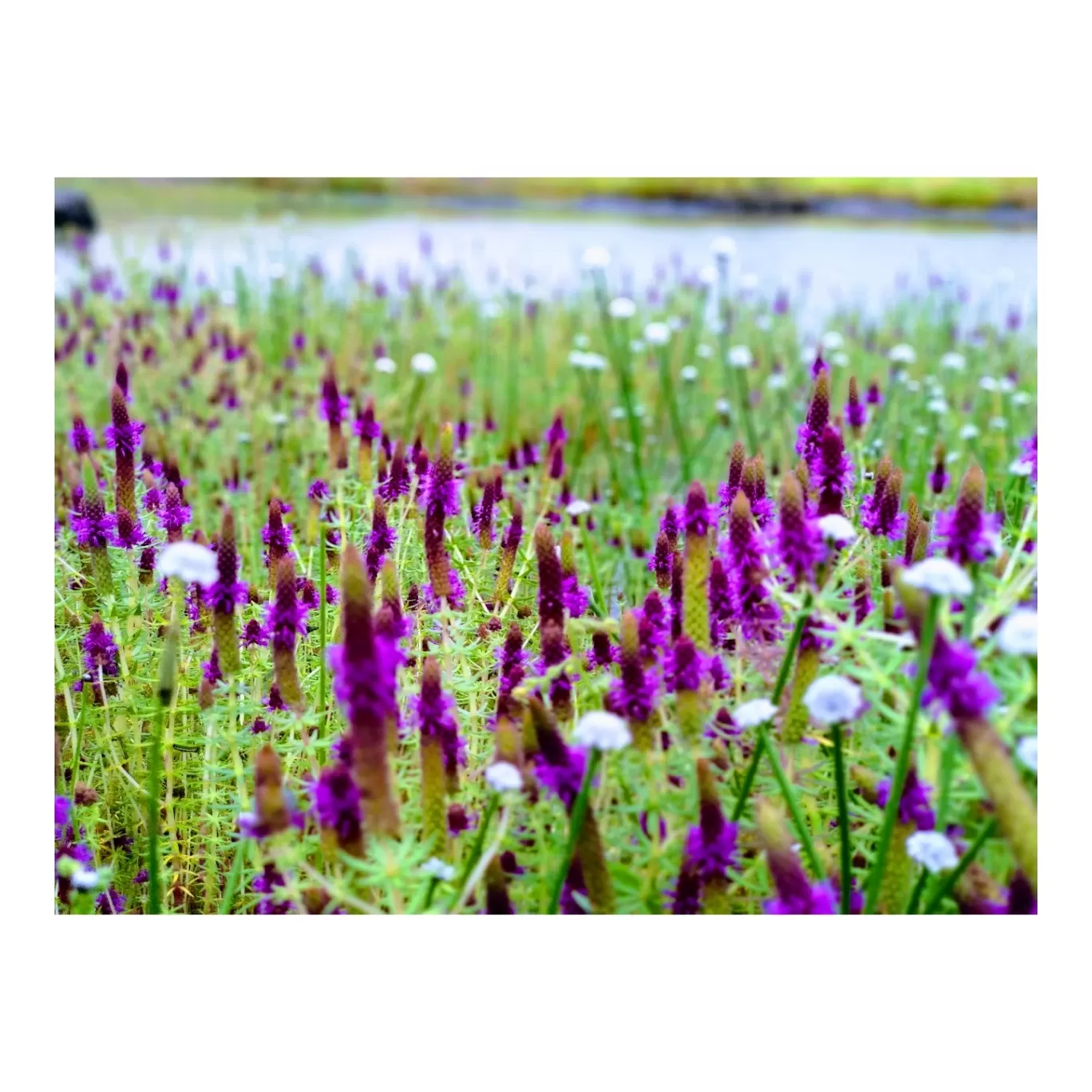 Photo of Kaas Plateau of Flowers By Jyoti Kaushik