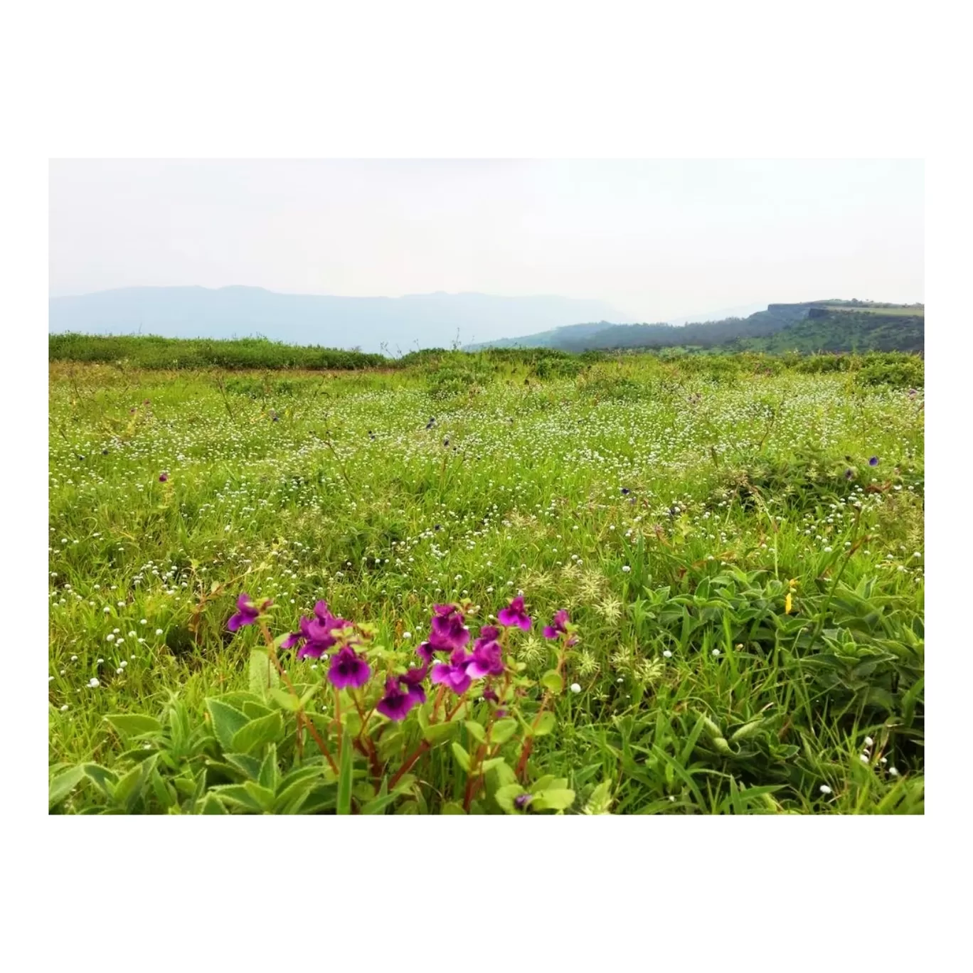 Photo of Kaas Plateau of Flowers By Jyoti Kaushik