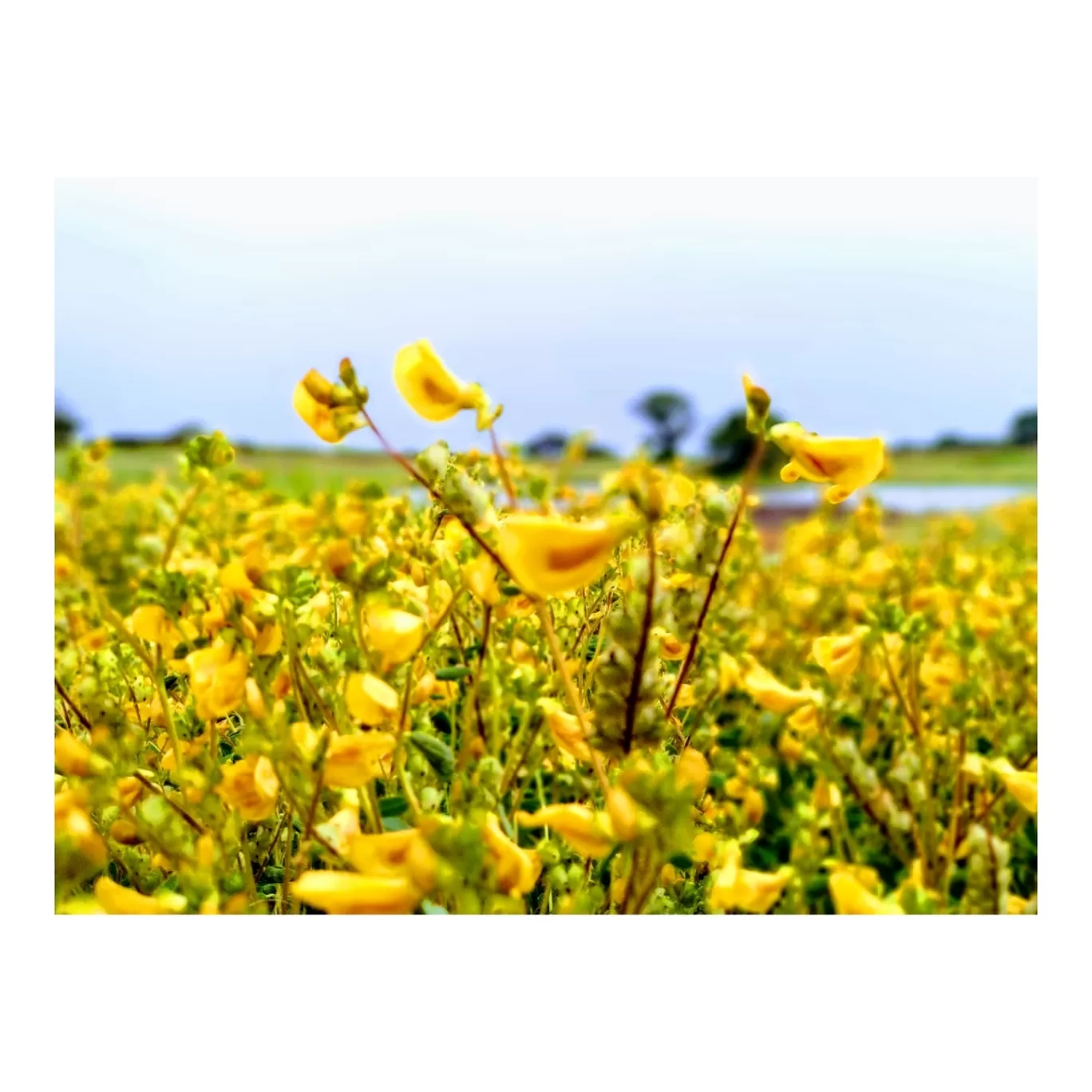 Photo of Kaas Plateau of Flowers By Jyoti Kaushik