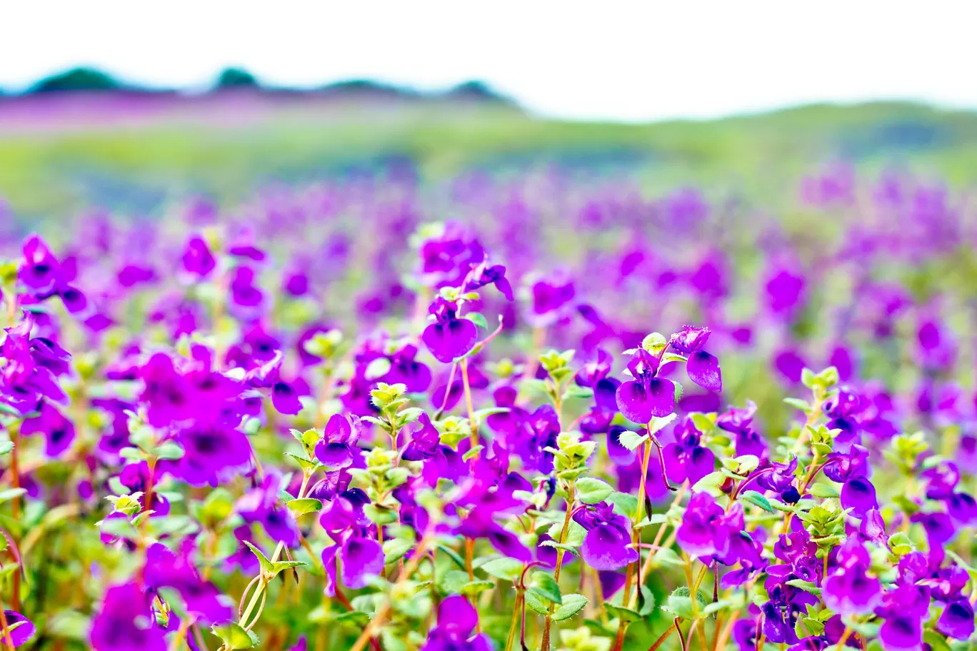 Photo of Kaas Plateau of Flowers By Rajdeep Mondal