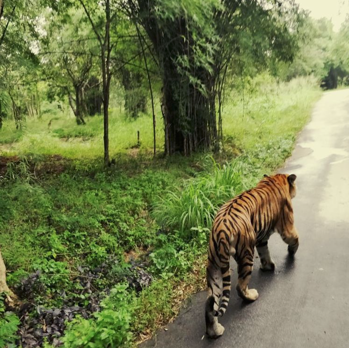 Photo of Bannerughatta National Park By RIDDHI MISHRA