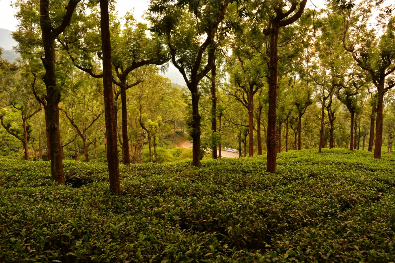 Photo of Ooty By Kiran Sharma