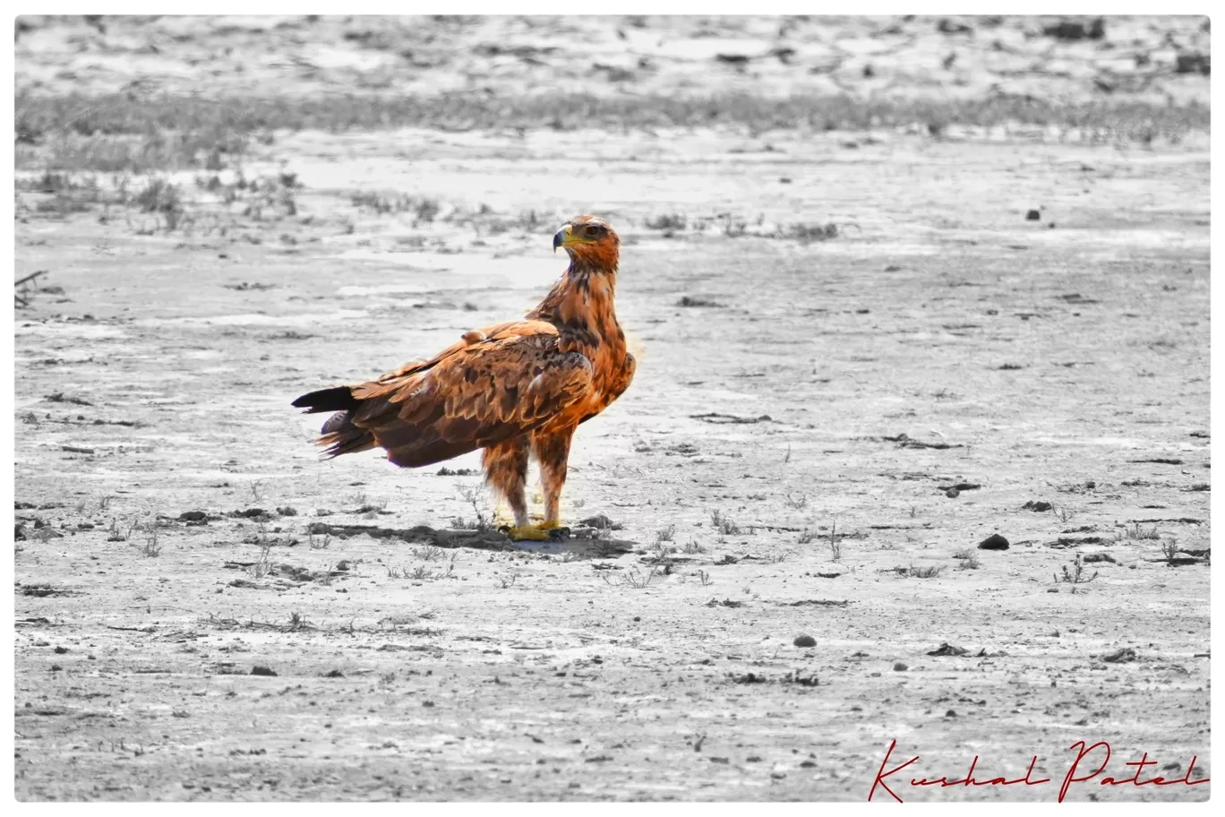 Photo of Gujarat By Kushal Patel