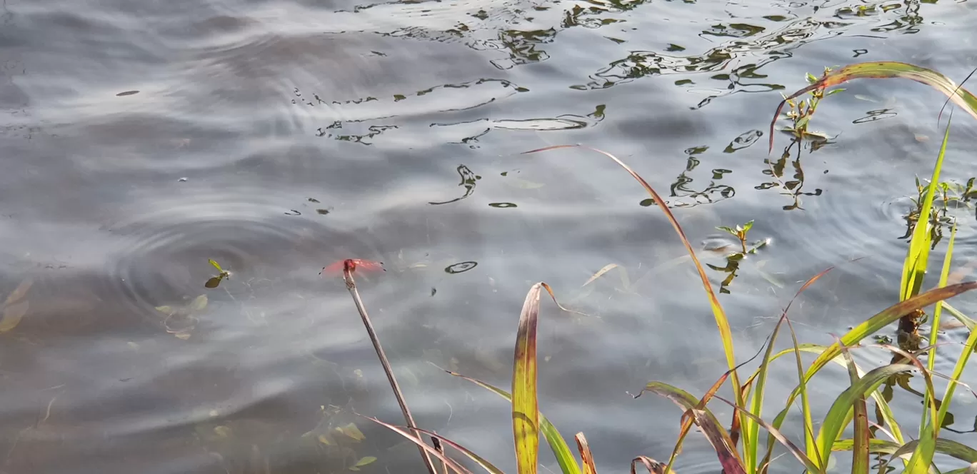 Photo of Pawana Lake By Er A'jinkya Nallewar