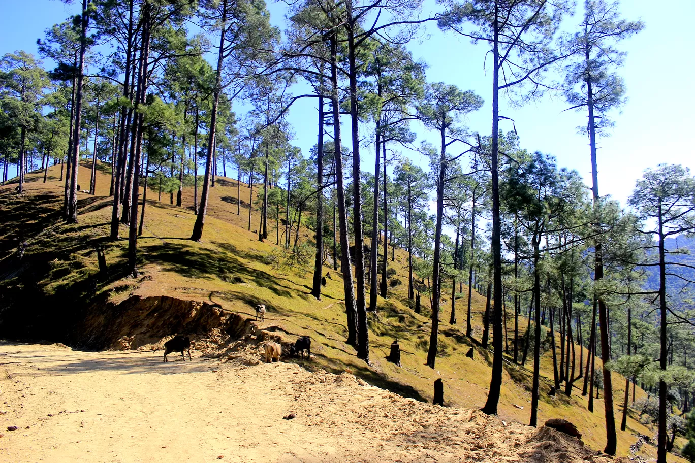 Photo of Uttarakhand By Ankit Mathur