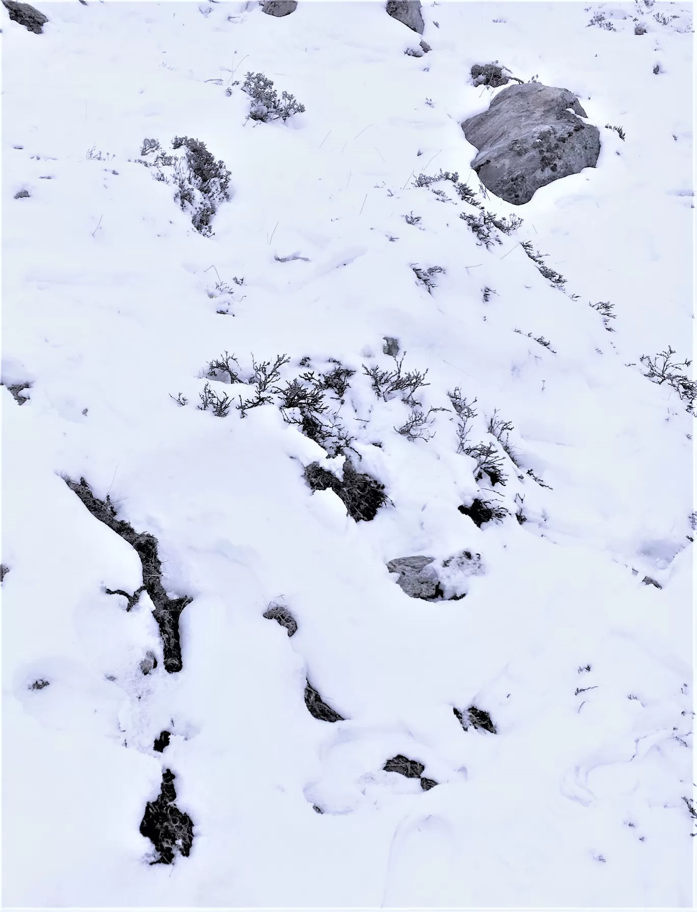 Photo of Lachung By Niyati Shah