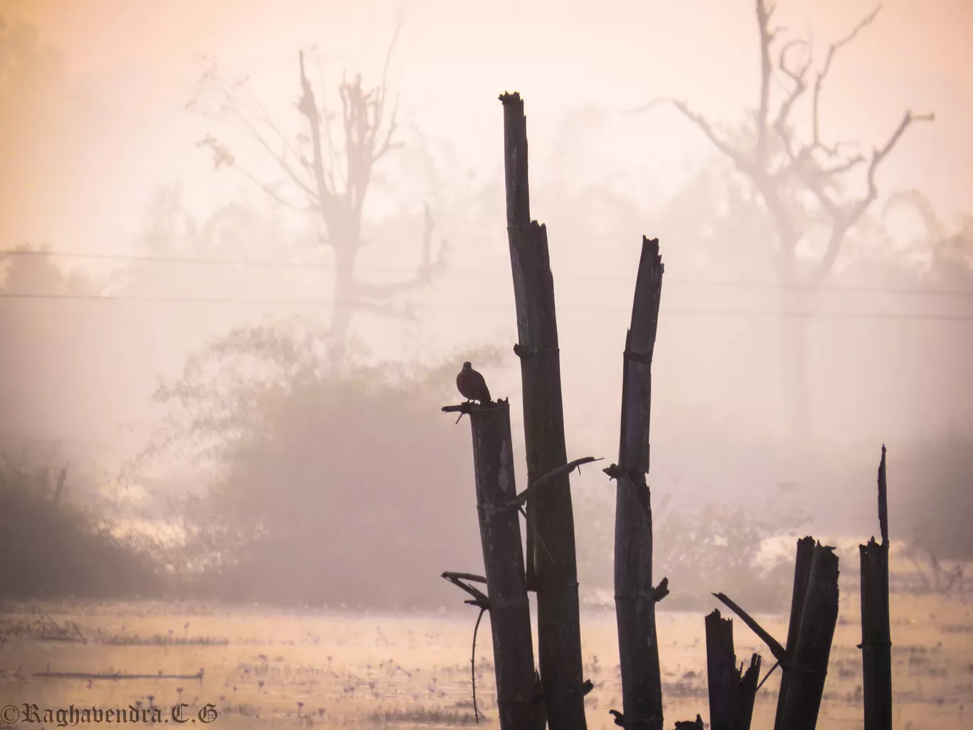 Photo of Mandagadde Bird Sanctuary By Raghav G