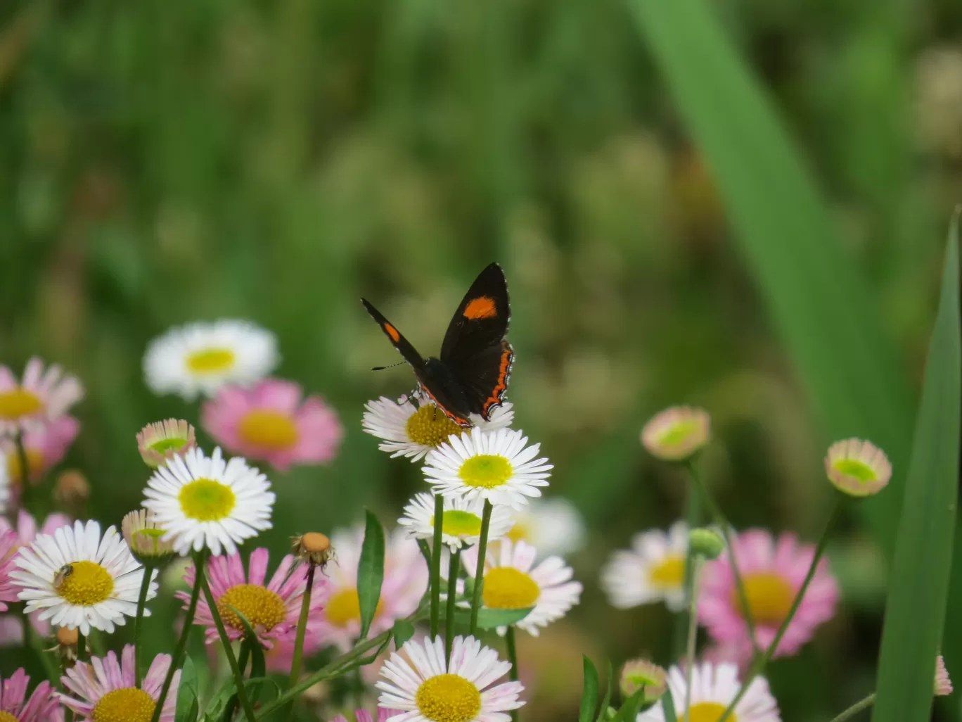 Photo of Darjeeling By Raghav G