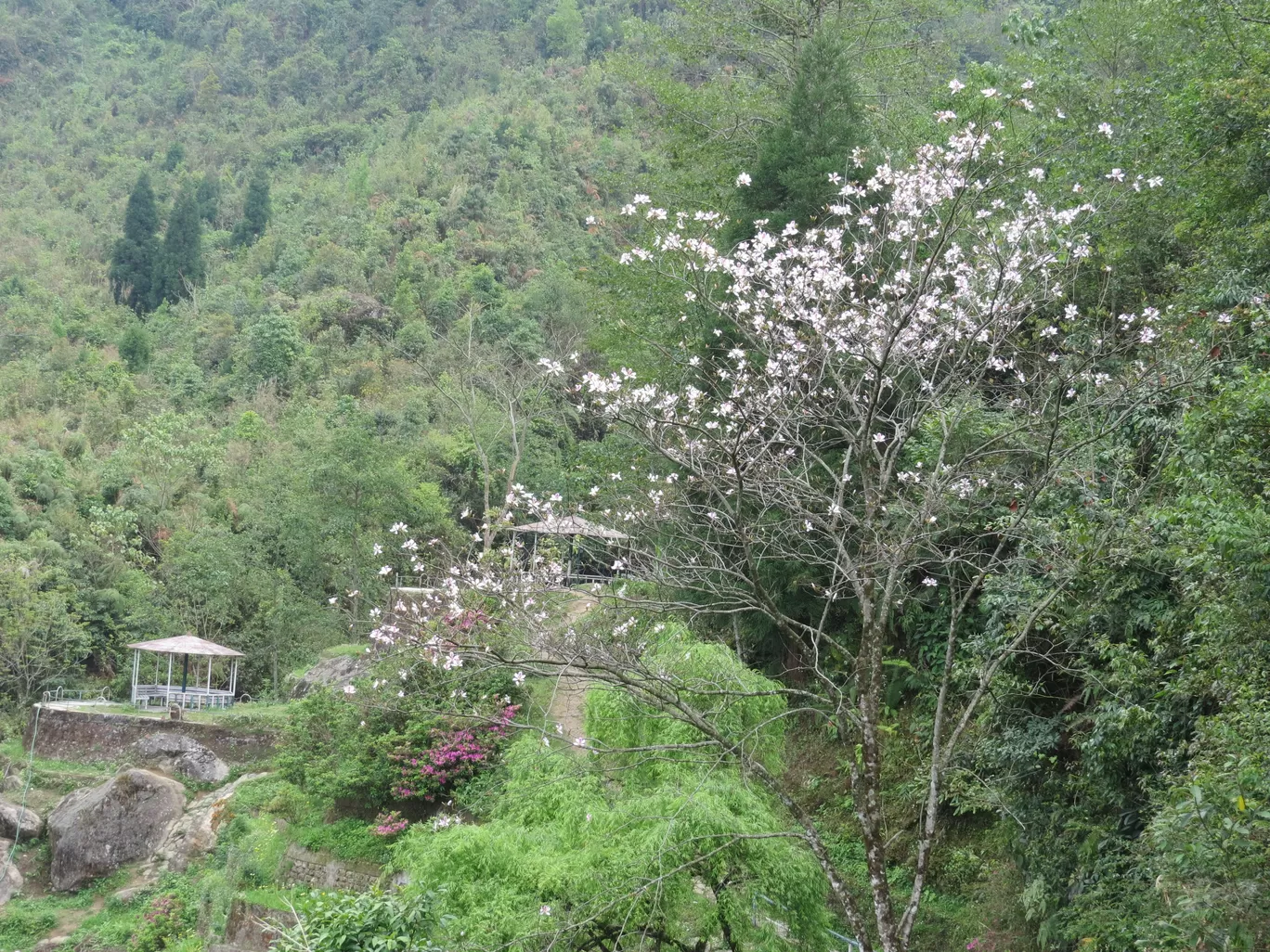Photo of Darjeeling By Raghav G