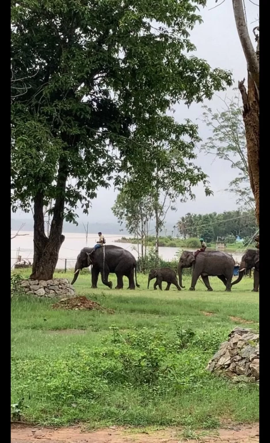 Photo of Sakrebailu Elephant Training Camp By Raghav G