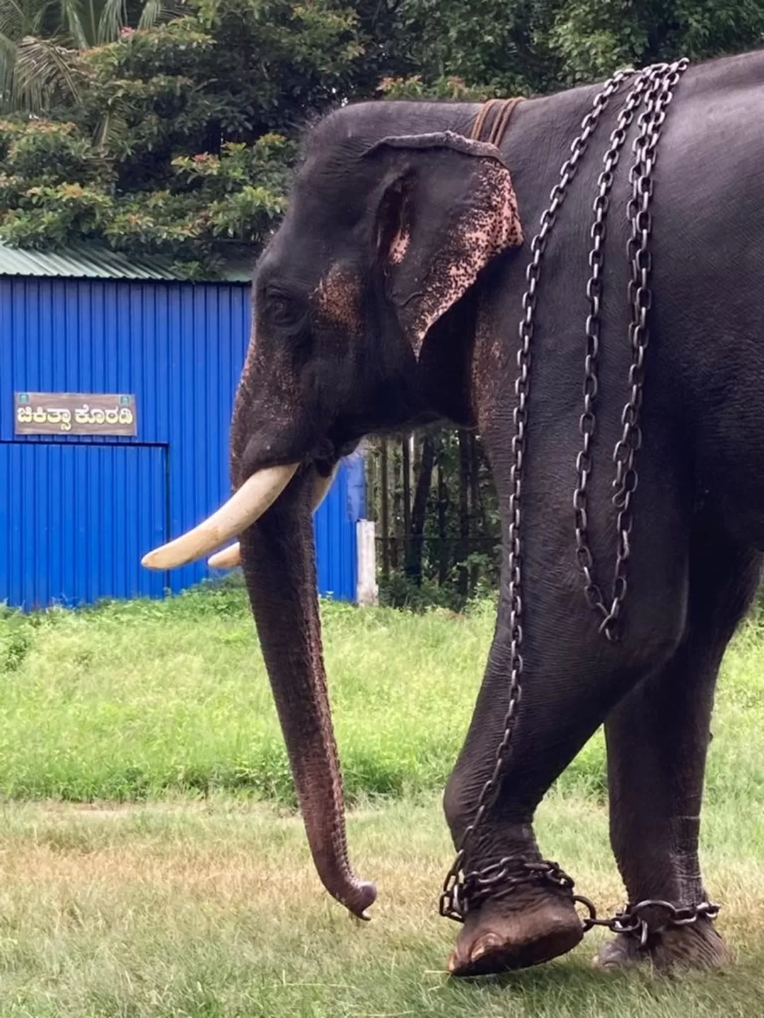 Photo of Sakrebailu Elephant Training Camp By Raghav G