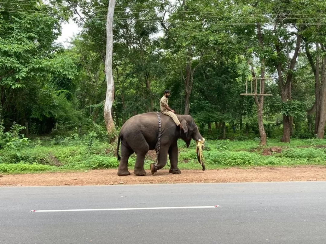 Photo of Sakrebailu Elephant Training Camp By Raghav G