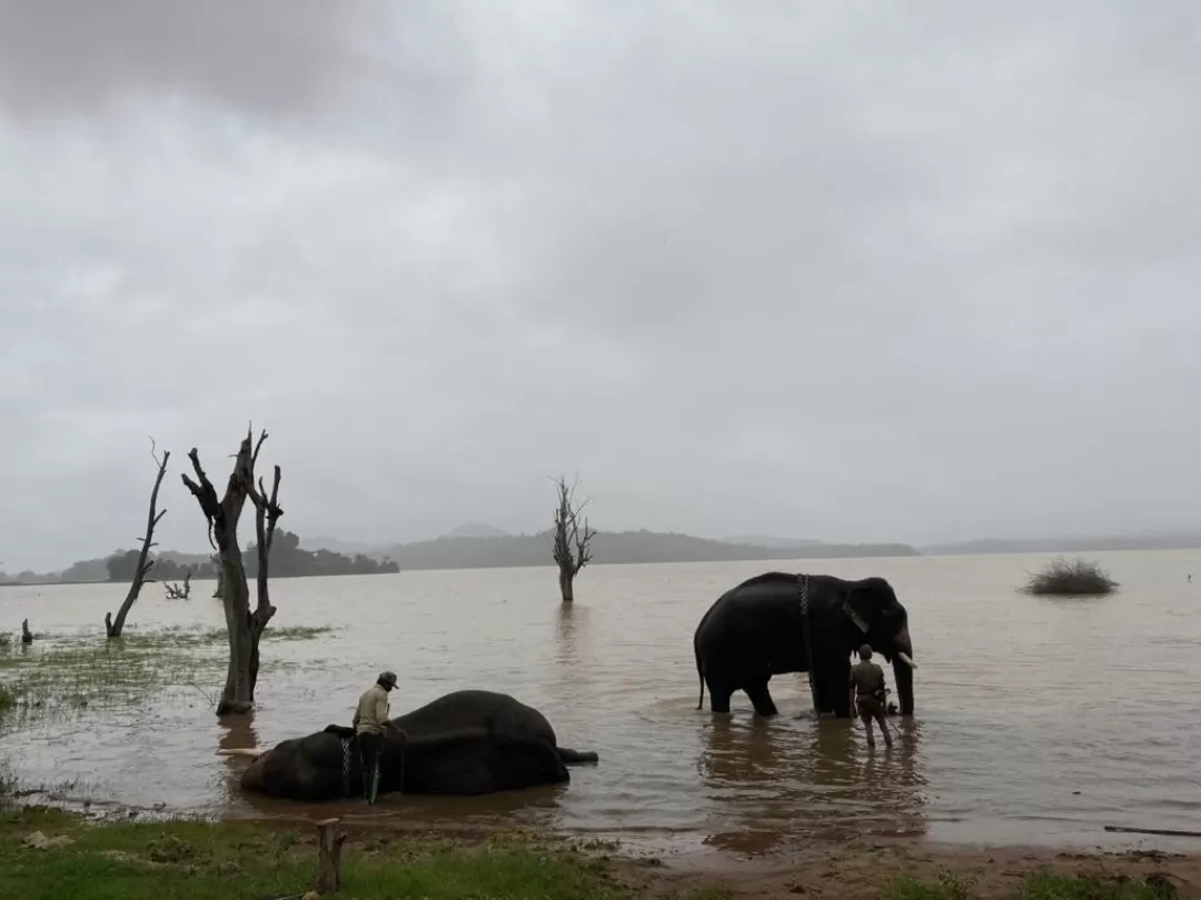 Photo of Sakrebailu Elephant Training Camp By Raghav G