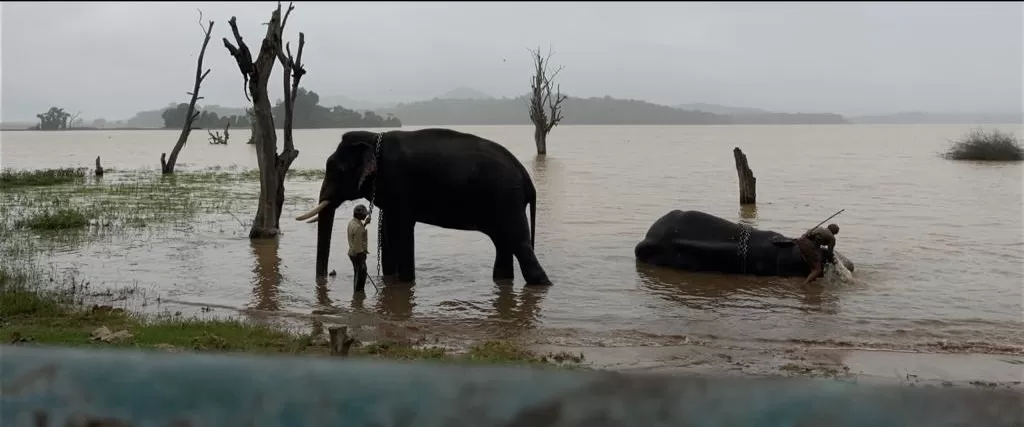 Photo of Sakrebailu Elephant Training Camp By Raghav G