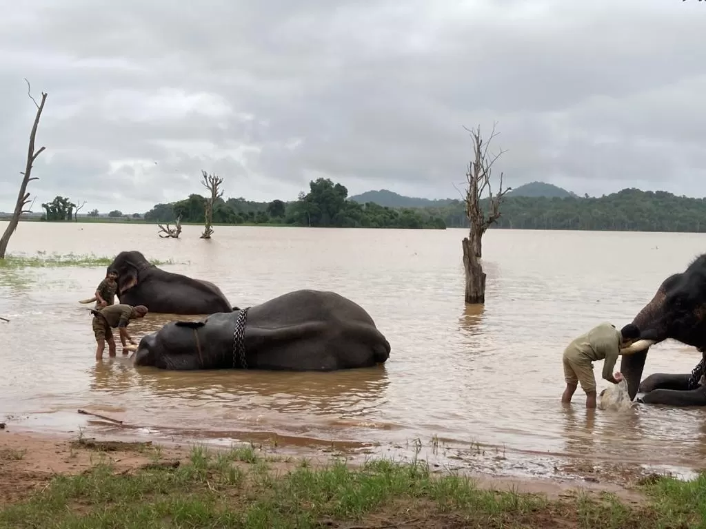 Photo of Sakrebailu Elephant Training Camp By Raghav G