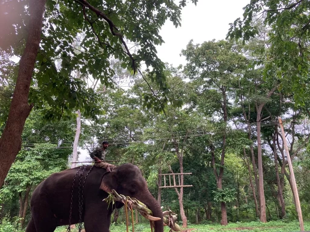 Photo of Sakrebailu Elephant Training Camp By Raghav G