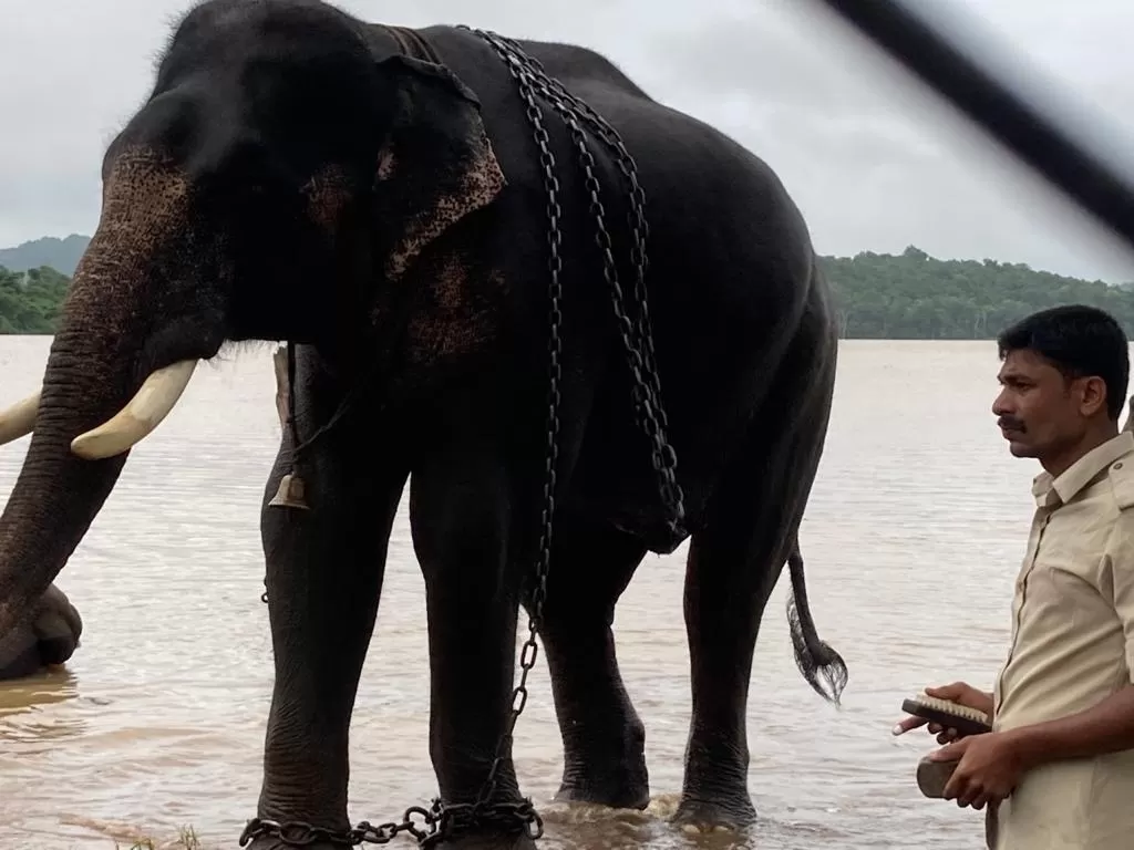 Photo of Sakrebailu Elephant Training Camp By Raghav G